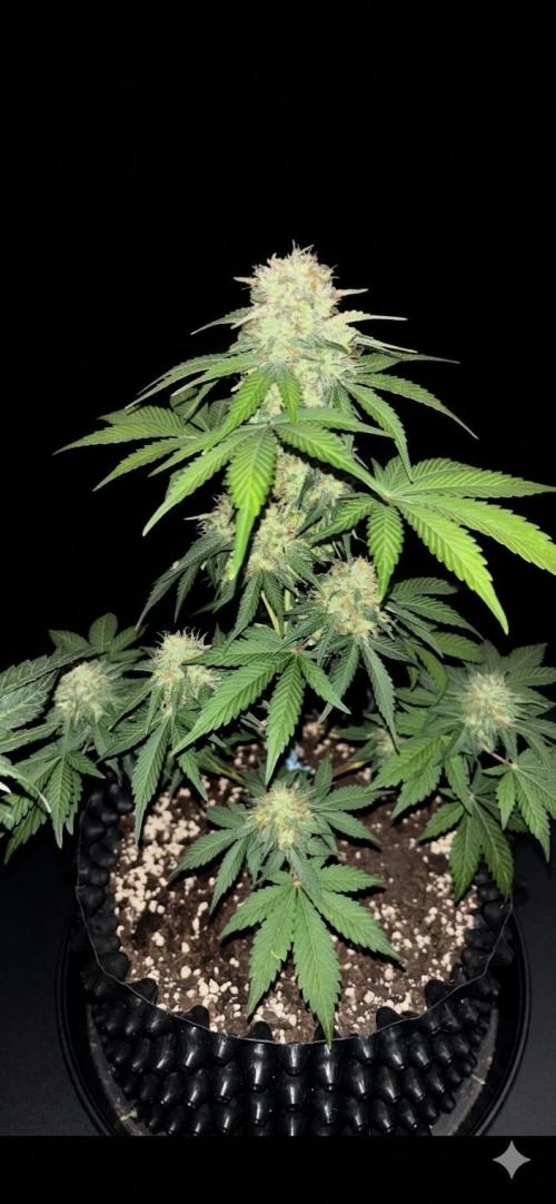 Frostbanger autos. Week 7