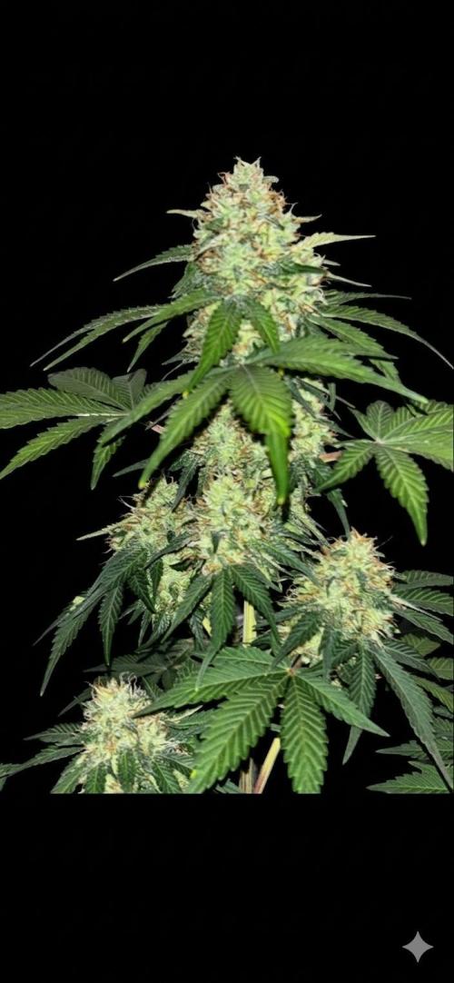 Frostbanger autos. Week 7