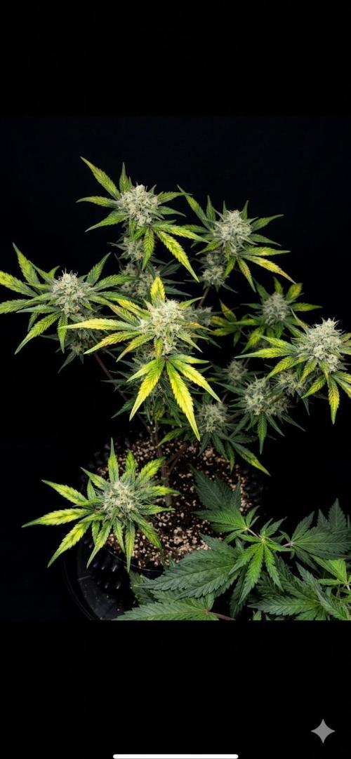 Frostbanger autos. Week 7