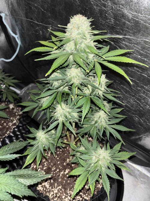 Frostbanger autos. Week 7