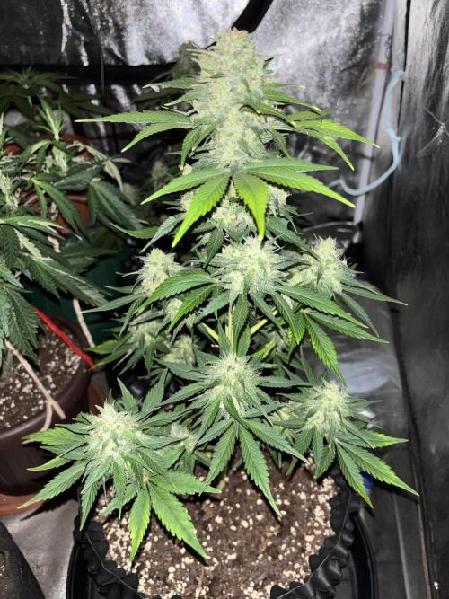 Frostbanger autos. Week 7