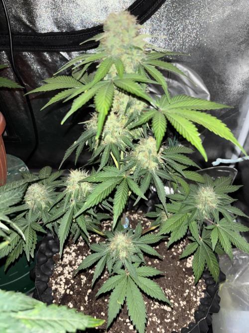 Frostbanger autos. Week 7