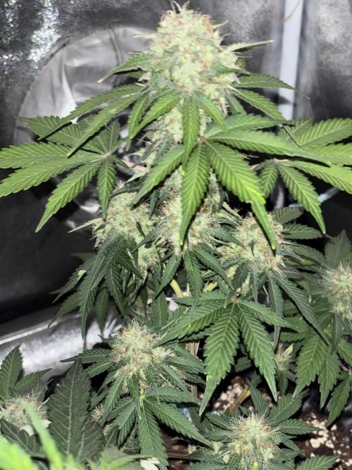 Frostbanger Auto. Week 7