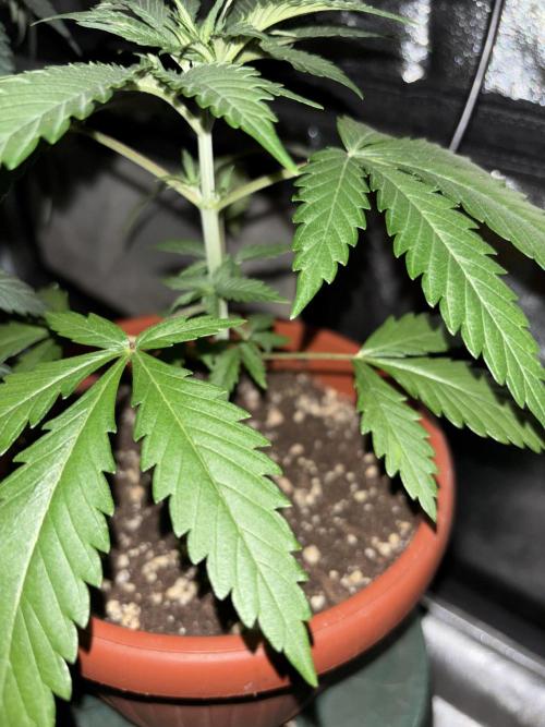 Critical Neville Haze 2.0. Week 3