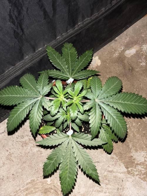 Critical Neville Haze 2.0. Week 4