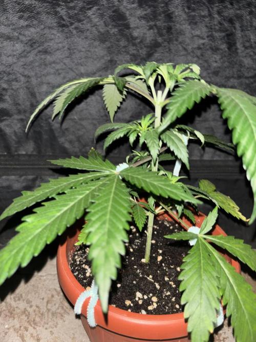 Critical Neville Haze 2.0. Week 4