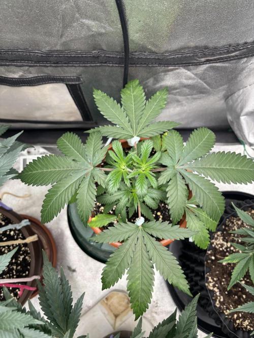 Critical Neville Haze 2.0. Week 4