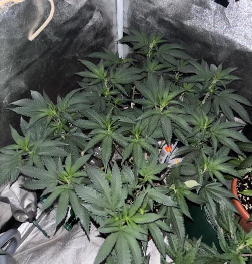 Biscotti Gelato. Week 12