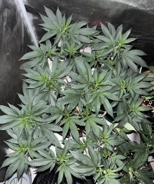 Biscotti Gelato. Week 12