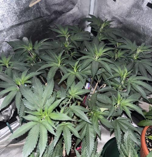Biscotti Gelato. Week 12