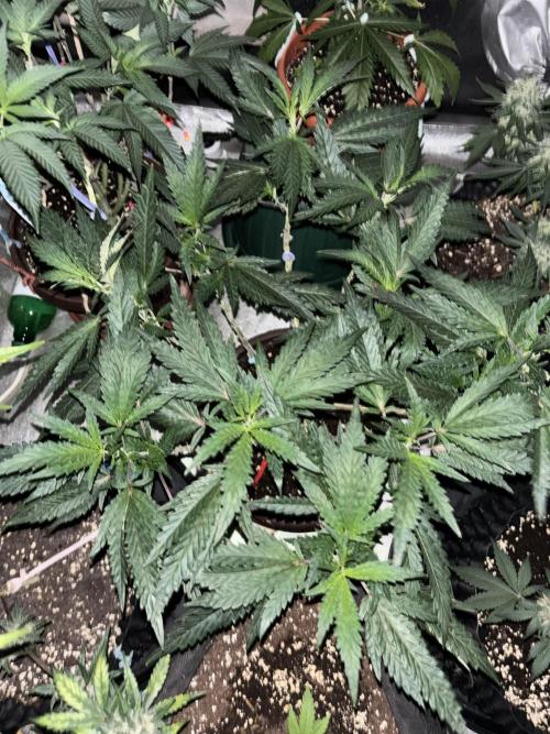 Biscotti Gelato. Week 12