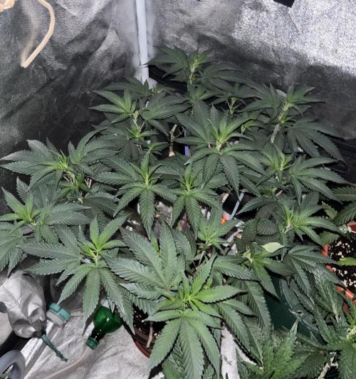 Biscotti Gelato. Week 12