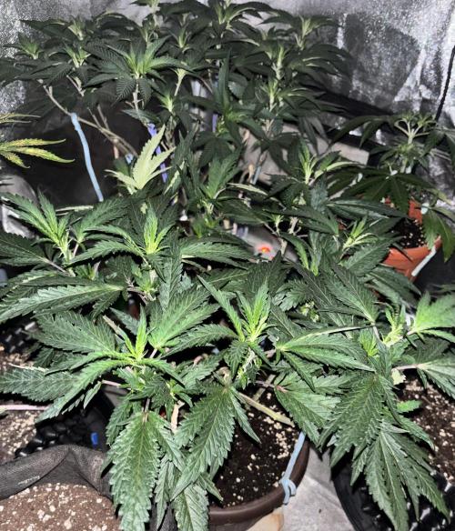 Biscotti Gelato. Week 12