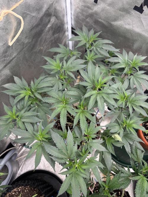 Biscotti Gelato. Week 12