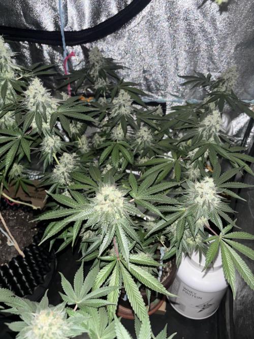 Biscotti Gelato. Week 12 - Blooming one😶‍🌫️