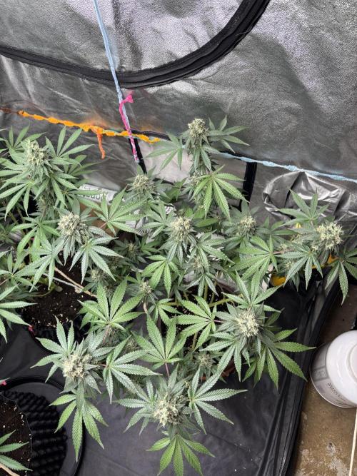 Biscotti Gelato. Week 12