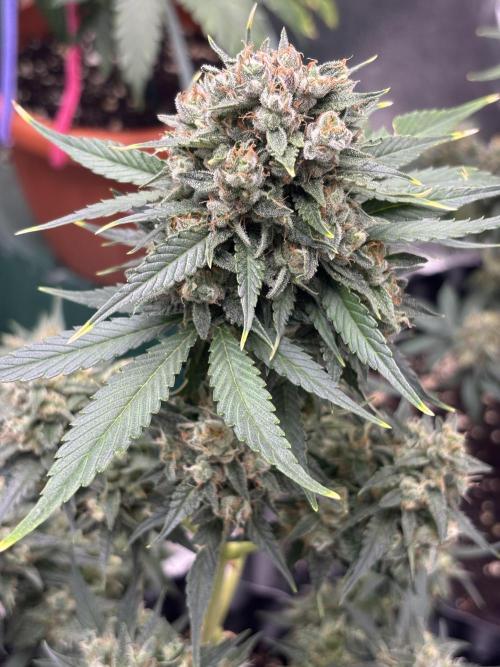 Frostbanger autos. Week 8