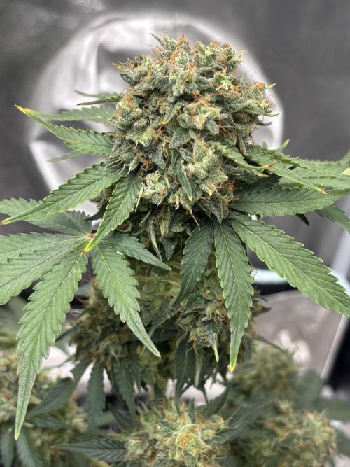 Frostbanger autos. Week 8