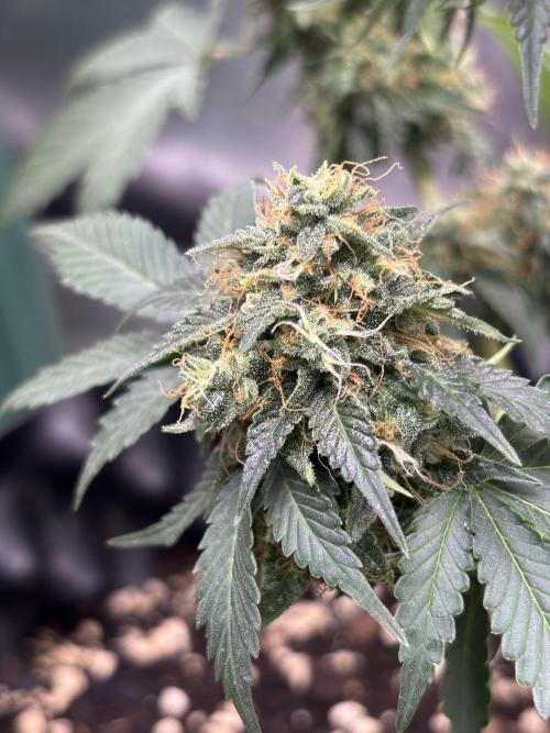 Frostbanger autos. Week 8
