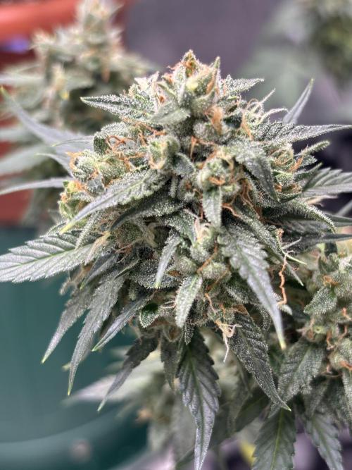 Frostbanger autos. Week 8
