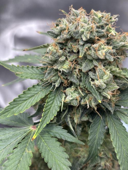 Frostbanger autos. Week 8