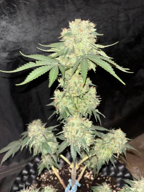 Frostbanger autos. Week 8
