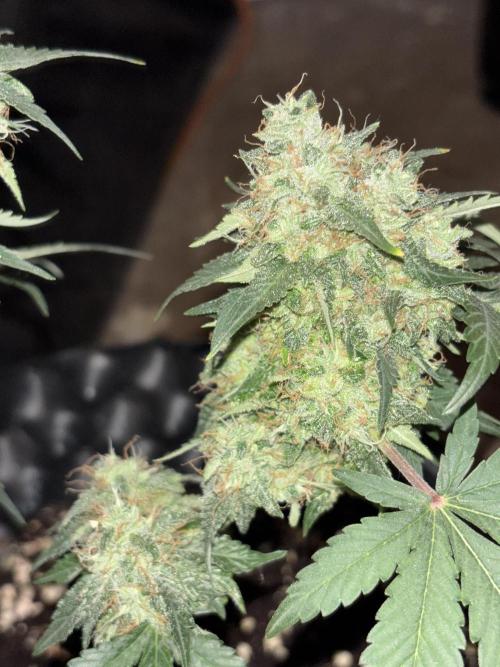Frostbanger autos. Week 8