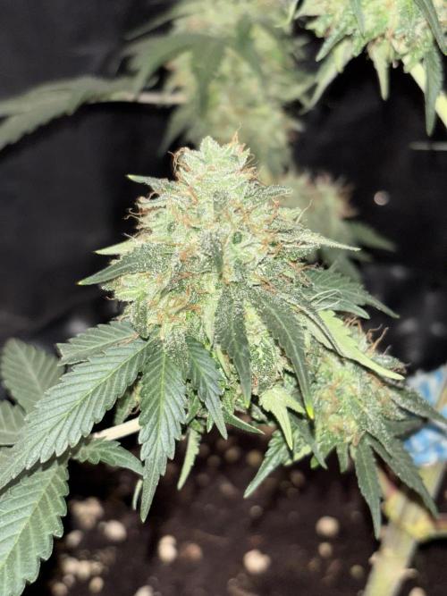 Frostbanger autos. Week 8