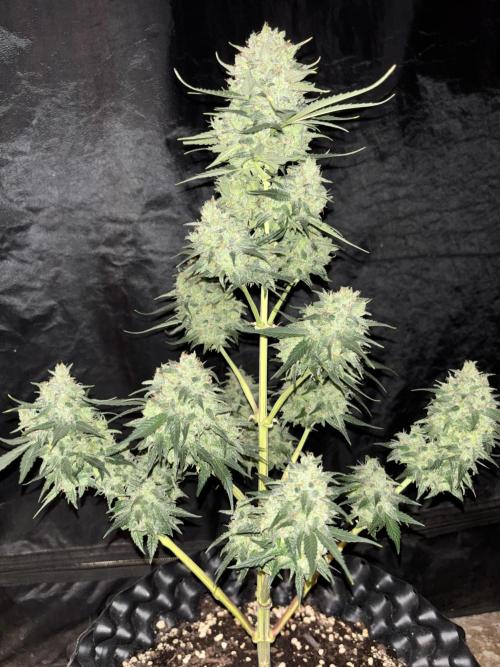 Frostbanger autos. Week 8