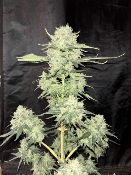 Frostbanger autos. Week 8