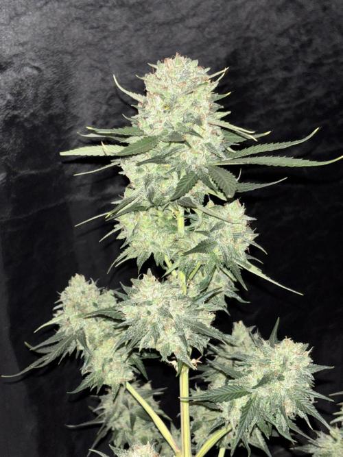 Frostbanger autos. Week 8