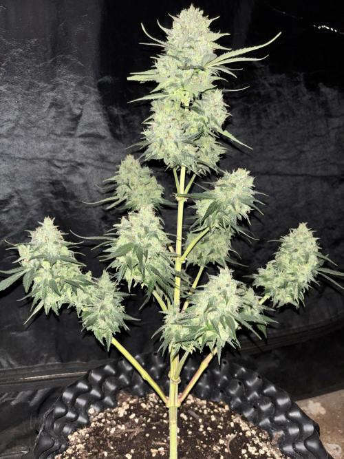 Frostbanger autos. Week 8