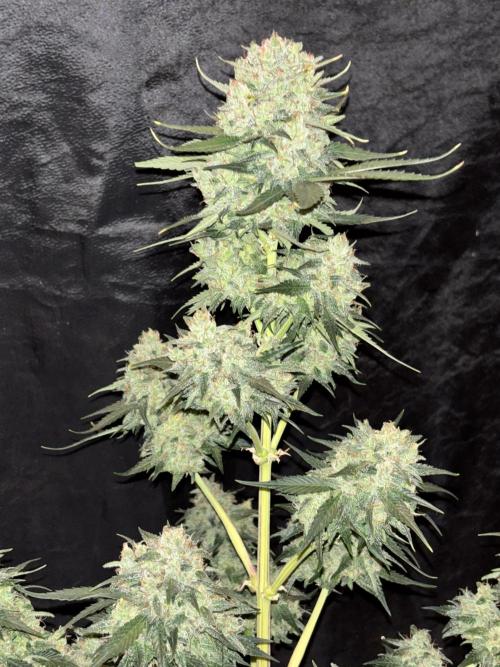 Frostbanger autos. Week 8