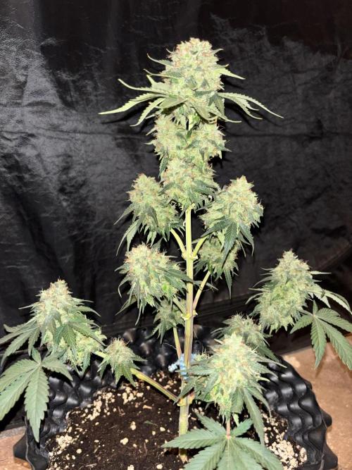 Frostbanger autos. Week 8