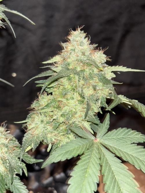 Frostbanger Auto. Week 8