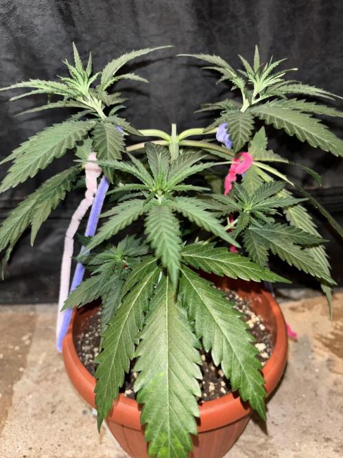 Critical Neville Haze 2.0. Week 5