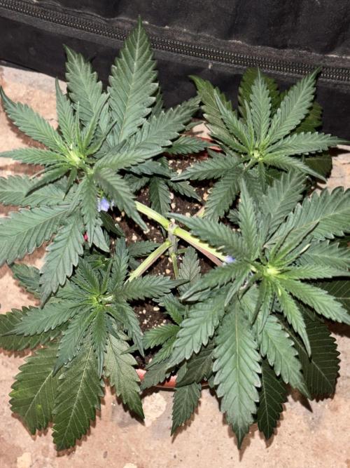 Critical Neville Haze 2.0. Week 5