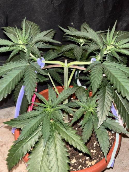 Critical Neville Haze 2.0. Week 5