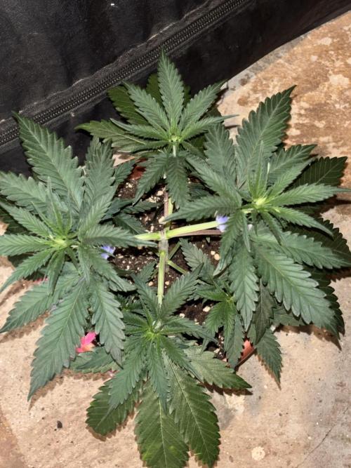 Critical Neville Haze 2.0. Week 5