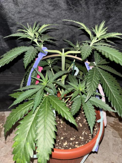 Critical Neville Haze 2.0. Week 5