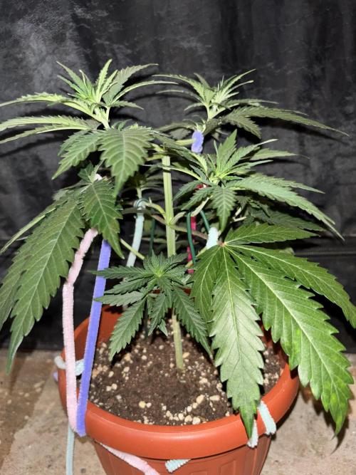 Critical Neville Haze 2.0. Week 5