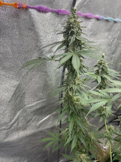 Critical Neville Haze 2.0. Week 5
