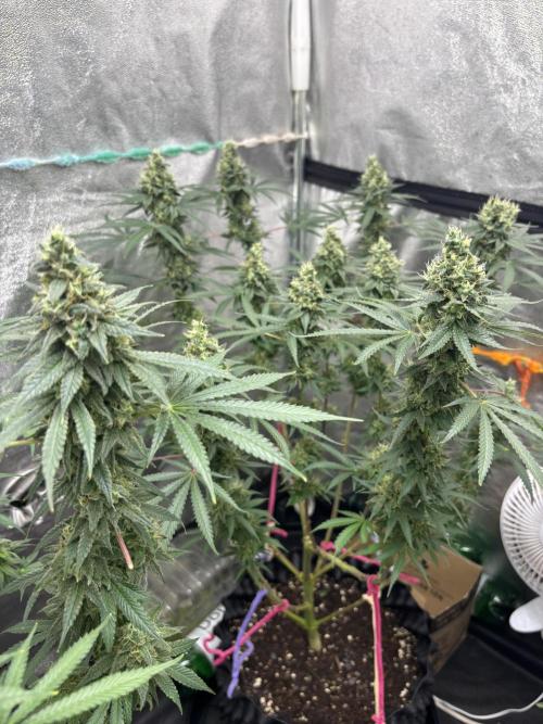 Critical Neville Haze 2.0. Week 5