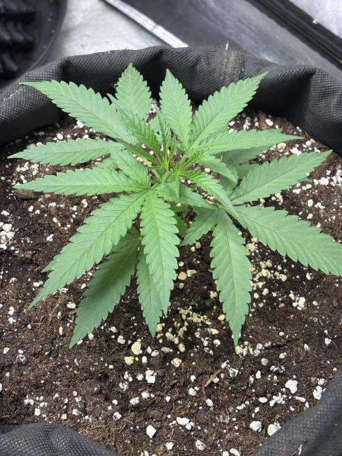 Critical Neville Haze 2.0. Week 5