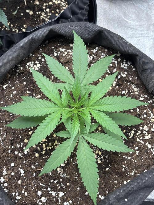 Critical Neville Haze 2.0. Week 5