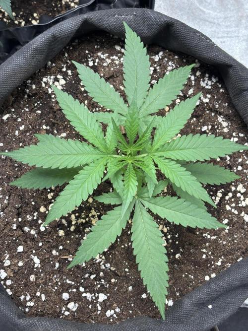 Critical Neville Haze 2.0. Week 5
