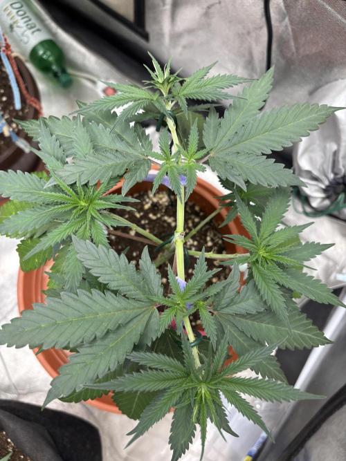 Critical Neville Haze 2.0. Week 6