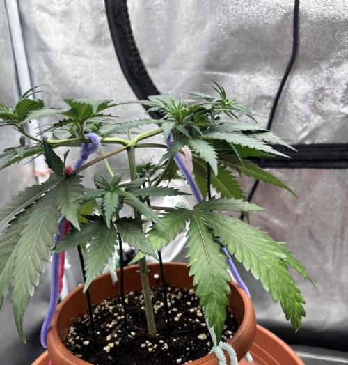 Critical Neville Haze 2.0. Week 6