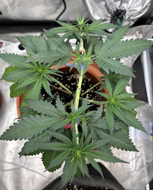 Critical Neville Haze 2.0. Week 6