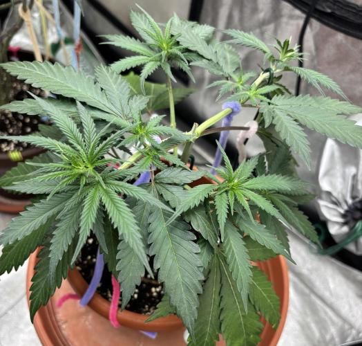 Critical Neville Haze 2.0. Week 6